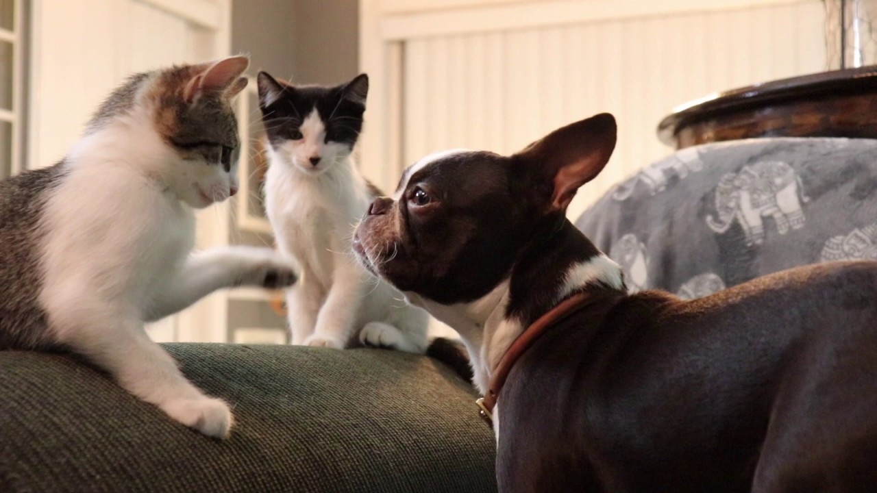 Boston Terrier Puppy just wants to play with Kittens so bad!