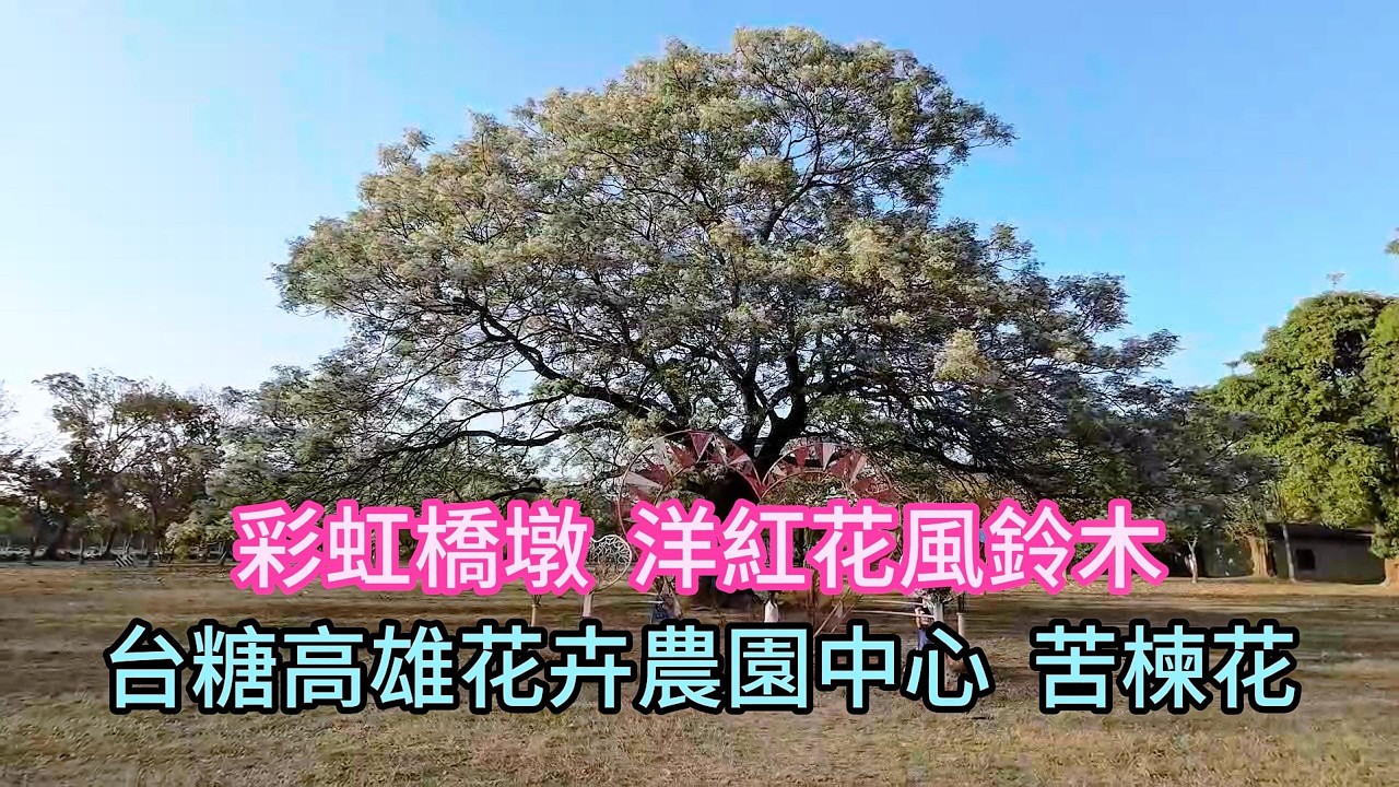 彩虹橋墩 洋紅花風鈴木︱台糖高雄花卉農園中心 苦楝花