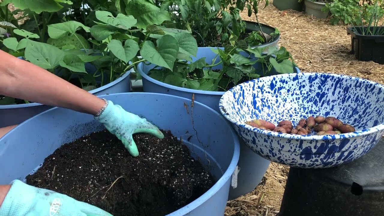 French fingerling harvest 2025 #potato #growyourownfood 