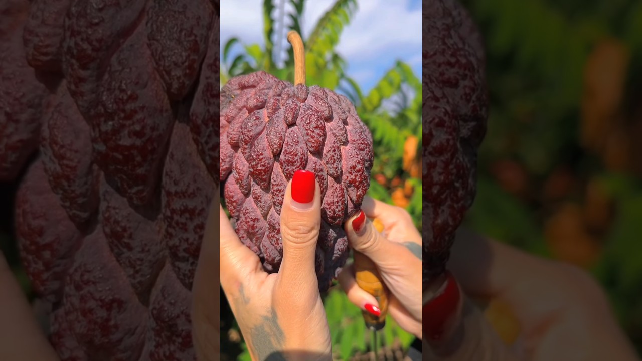 Yummy red custard apple fruit | Amazing Fresh & sweet custard apple fruit farming #fruit #farming