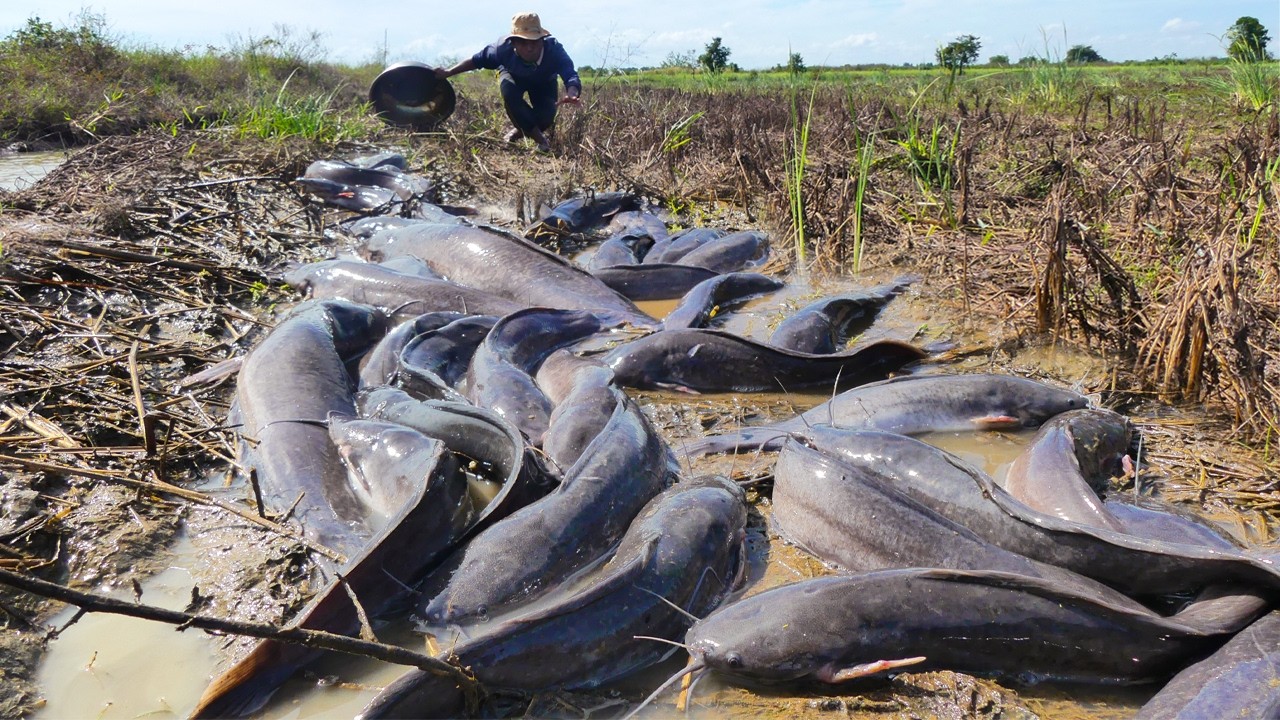 Top Amazing - A fisherman is good at catching a lot of fish and eggs in river at dry season by hand