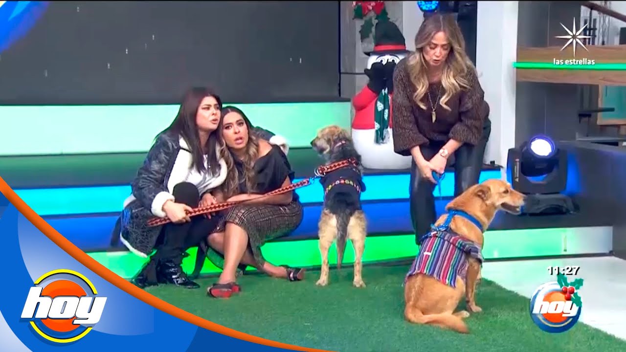 Pasarela de perritos en adopción con Yadhira Carrillo | Hoy