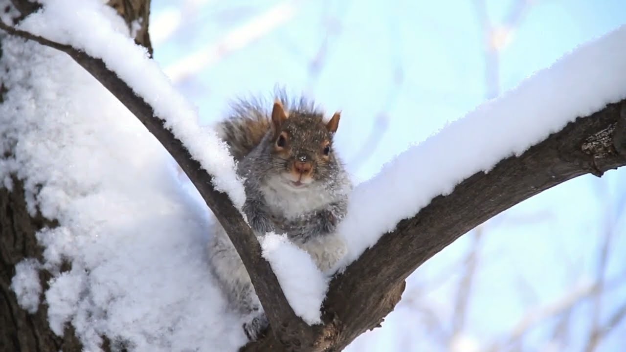 Pure Winter Peace | A World in White 