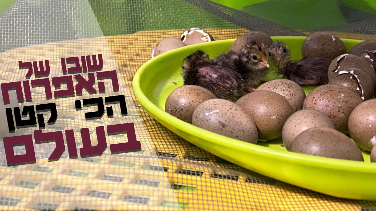 אפרוח כל כך קטן וחמוד של שליו סיני שוב בוקע אצלנו במדגרה