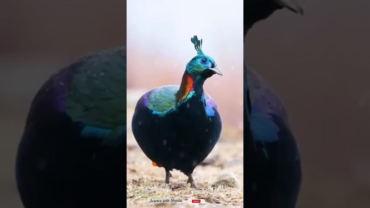 &ldquo;This Rainbow Bird Is Real! 🌈🦚 | Himalayan Monal&rdquo;