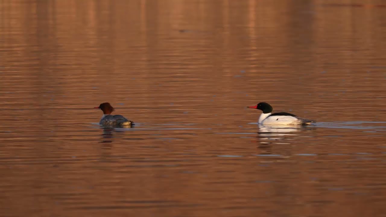 North American Common Mergansers swim about in the early morning golden sunlight past a Beaver lodge