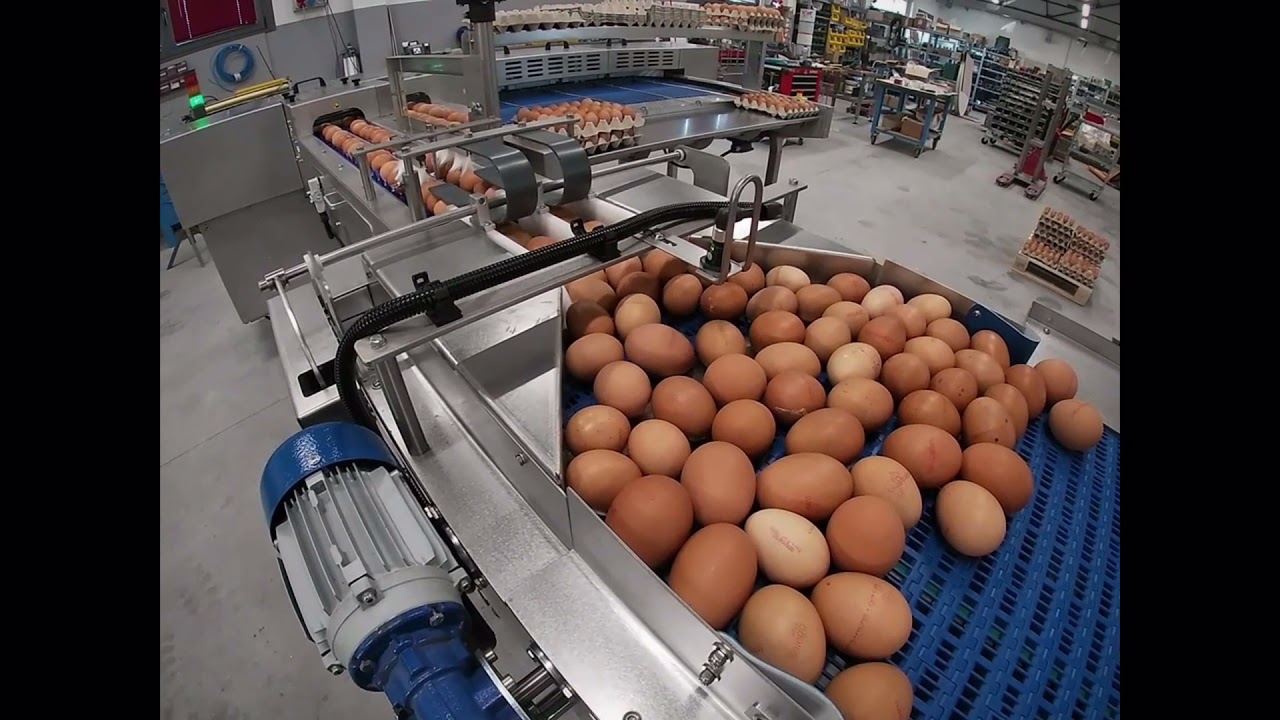ELECTRONIC EGG GRADER Riva Selegg E6