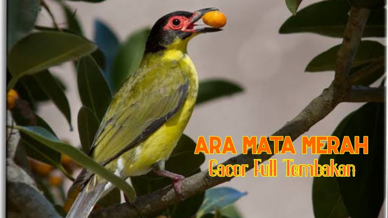 Kicau Burung Ara Mata Merah Gacor Full Isian