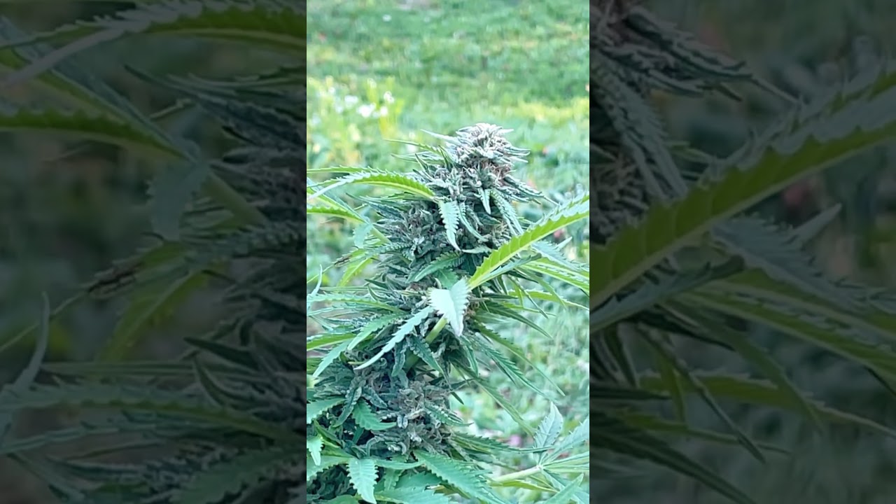 Super lemon haze outdoor harvest update week late in week 8 of flower #shorts