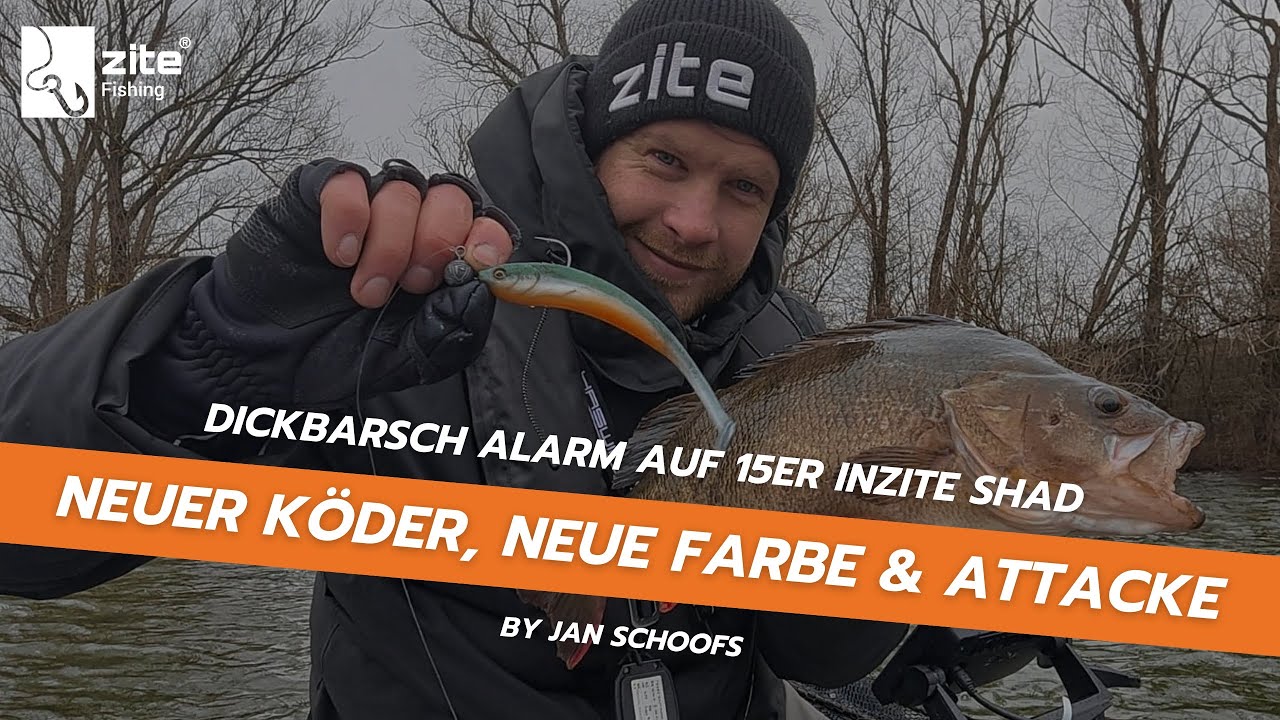 Jiggen mit neuem 15er Inzite Shad: Dickbarsch Alarm auf neues Dekor Crystal Flame vom Boot aus