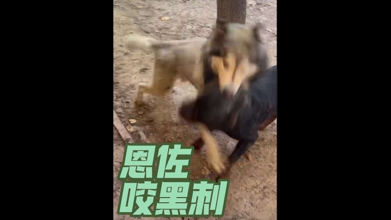 恩佐抓住机会给黑刺来了一下 这两天恩小佐杀疯了🥹#豫西小丁#阿拉斯加恩佐#罗威纳黑刺