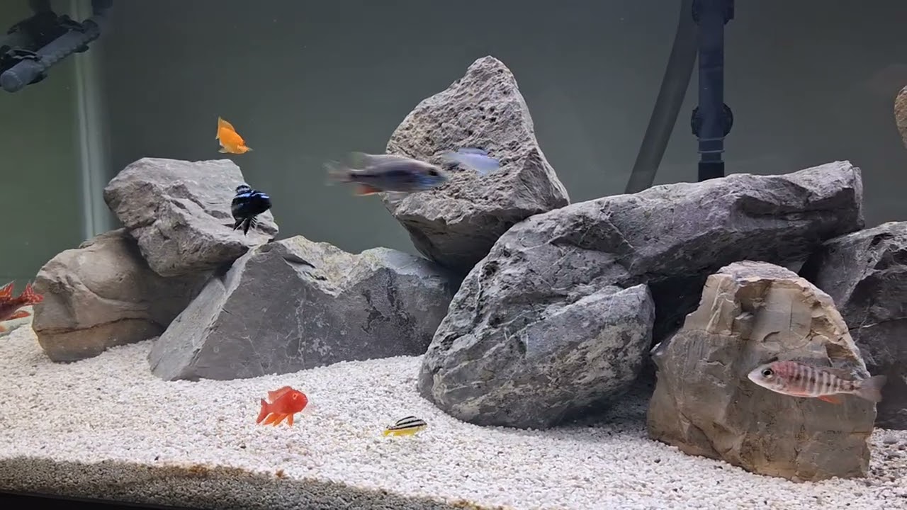 Dan Aqua Peacock Cichlid purchase