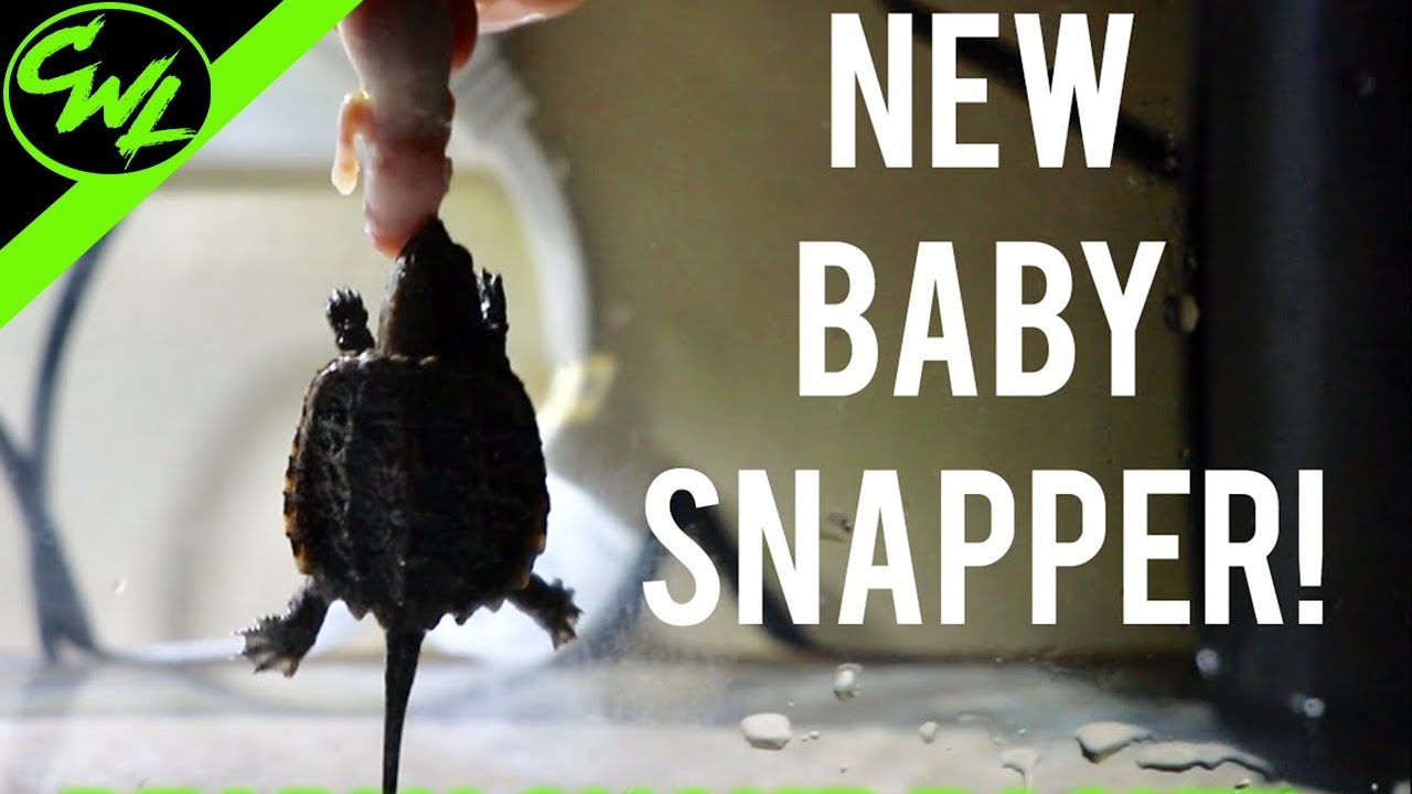 NEW Baby Snapping Turtle!