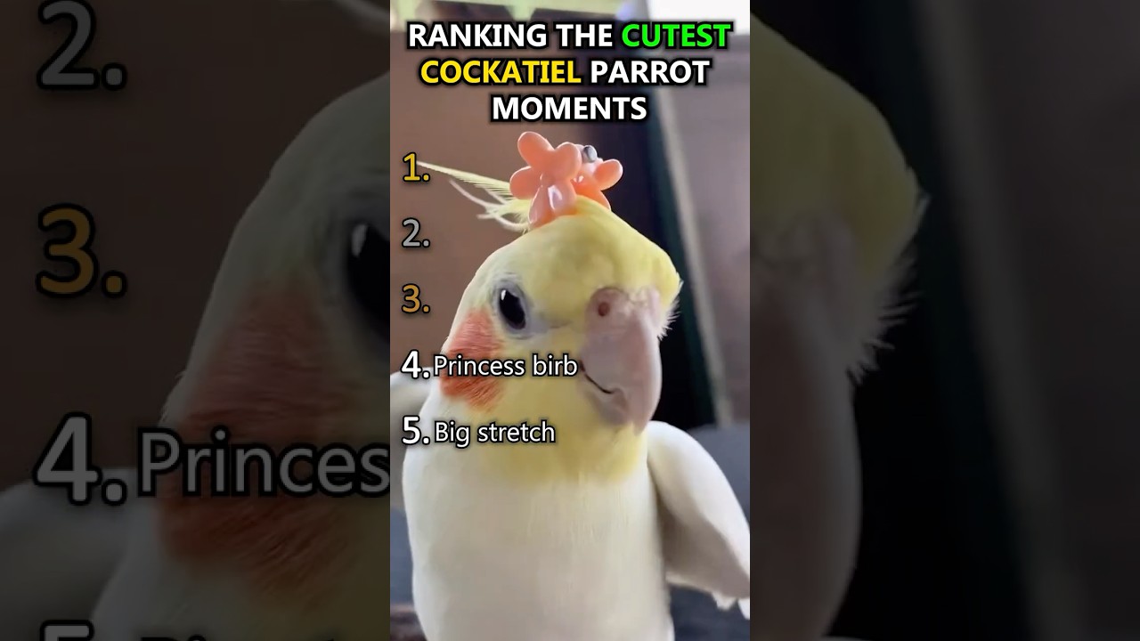 Ranking The Cutest Cockatiel Parrot Moments