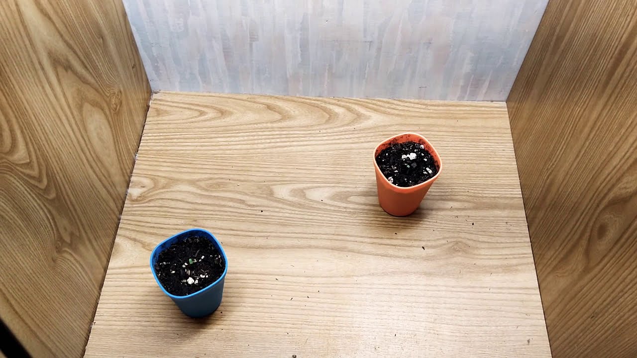 ILGM Gelato AutoFlower Mars Hydro SP150 🌱🌱                                        #marshydrosp150