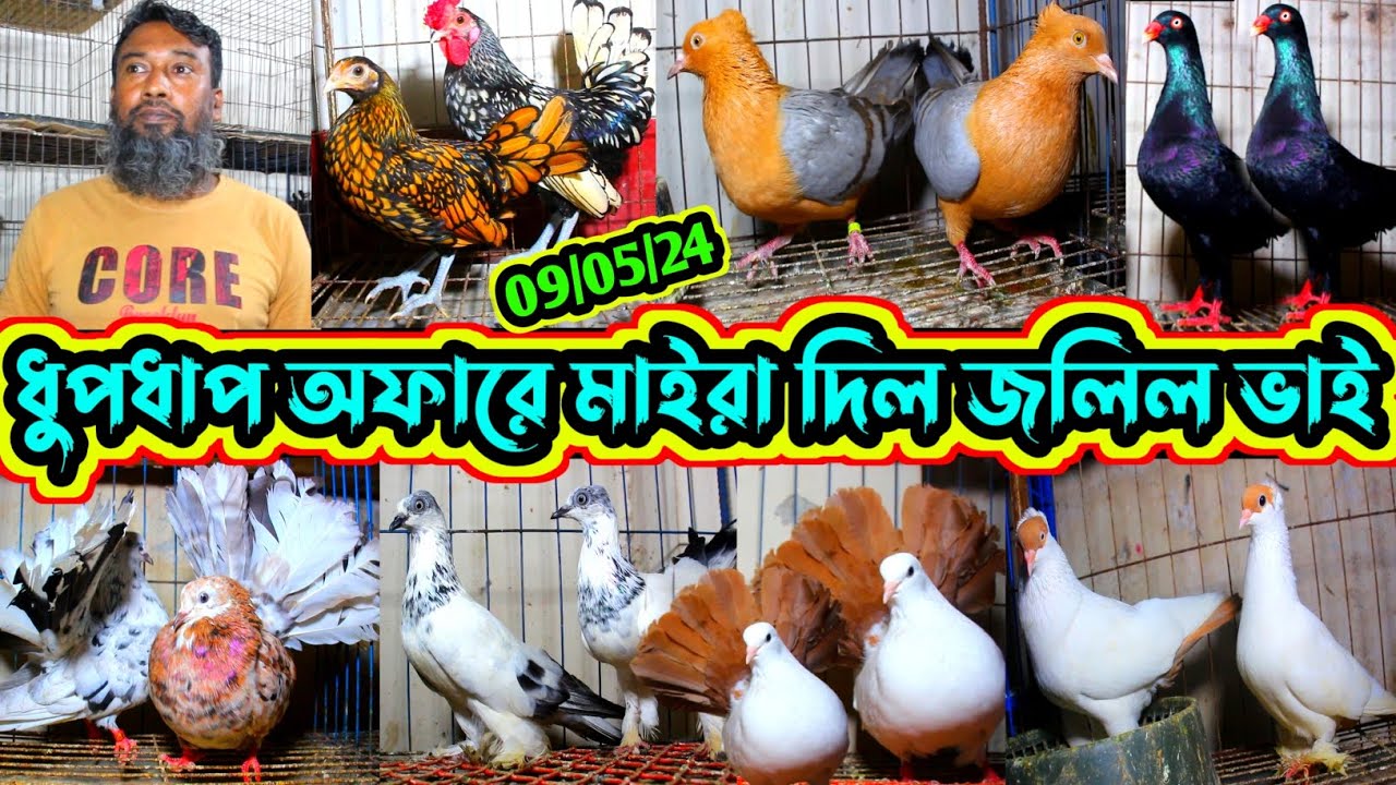 ধুপধাপ অফারে কবুতর কিনুন // জলিল ভাইয়ের খামার থেকে কবুতর কিনুন // সবচেয়ে কম দামে ফেন্সি কবুতর বিক্রি