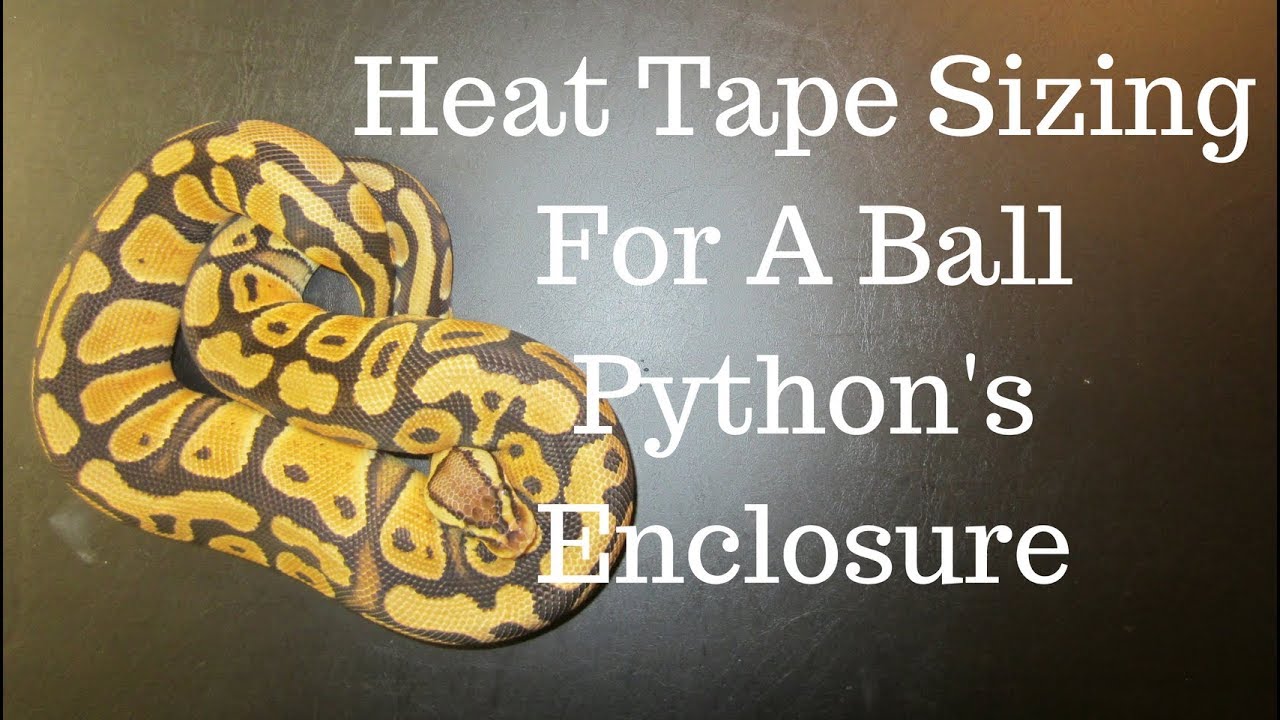 Heat Tape Sizing For A Ball Python's Enclosure  - Benjamin's Exotics