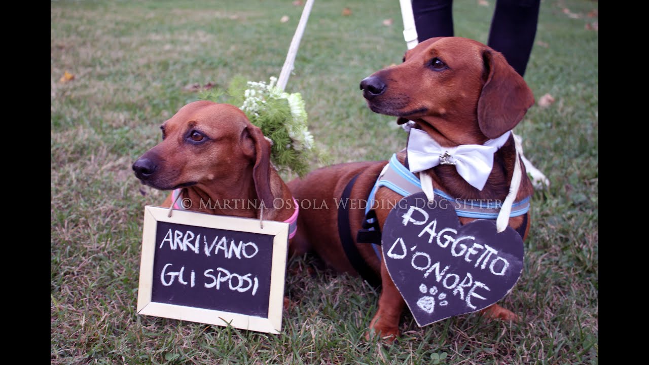 Go Pro sul cane: il video del tuo matrimonio wedding dog sitter gopro fetch