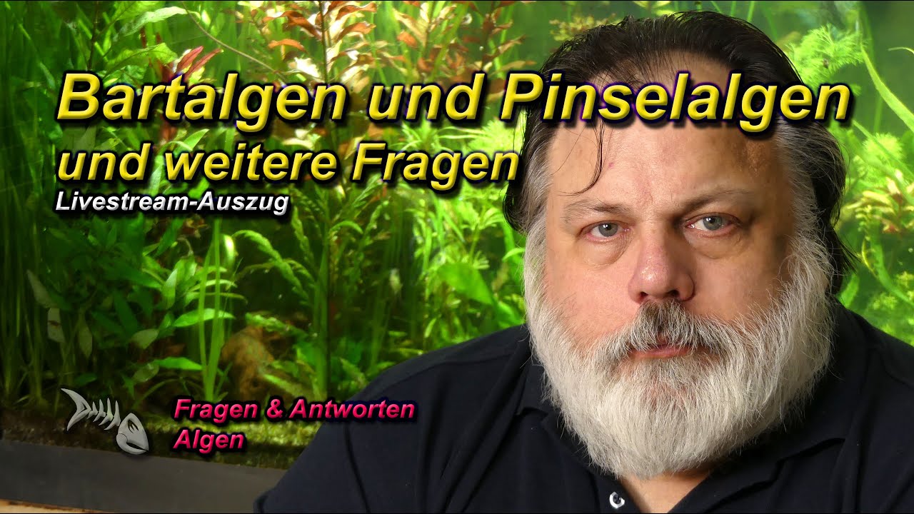 Verschwinden BARTALGEN und PINSELALGEN von alleine wieder und weitere Fragen zu ALGEN im Aquarium
