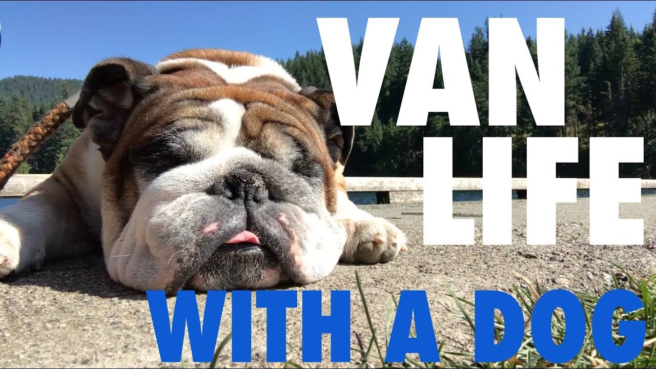 VAN LIFE WITH A DOG | Full Time Van Life