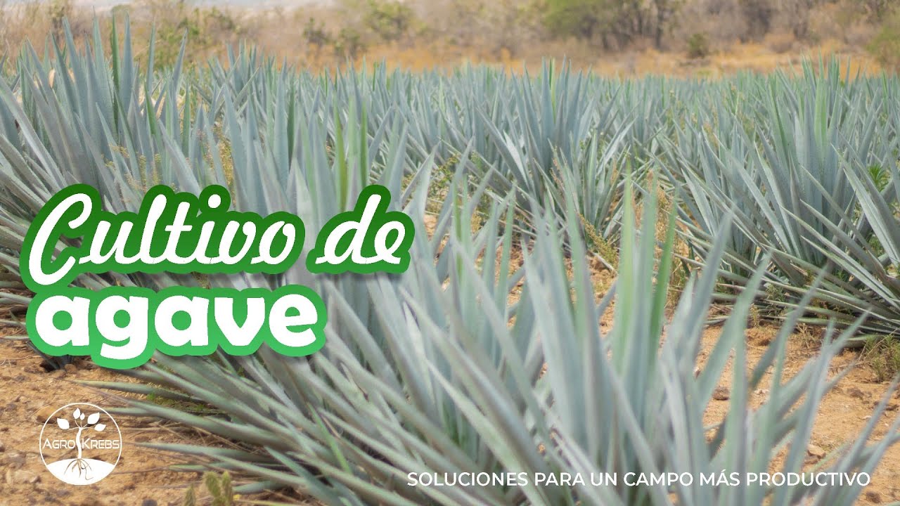 Antes de ser tequila, es una planta de agave