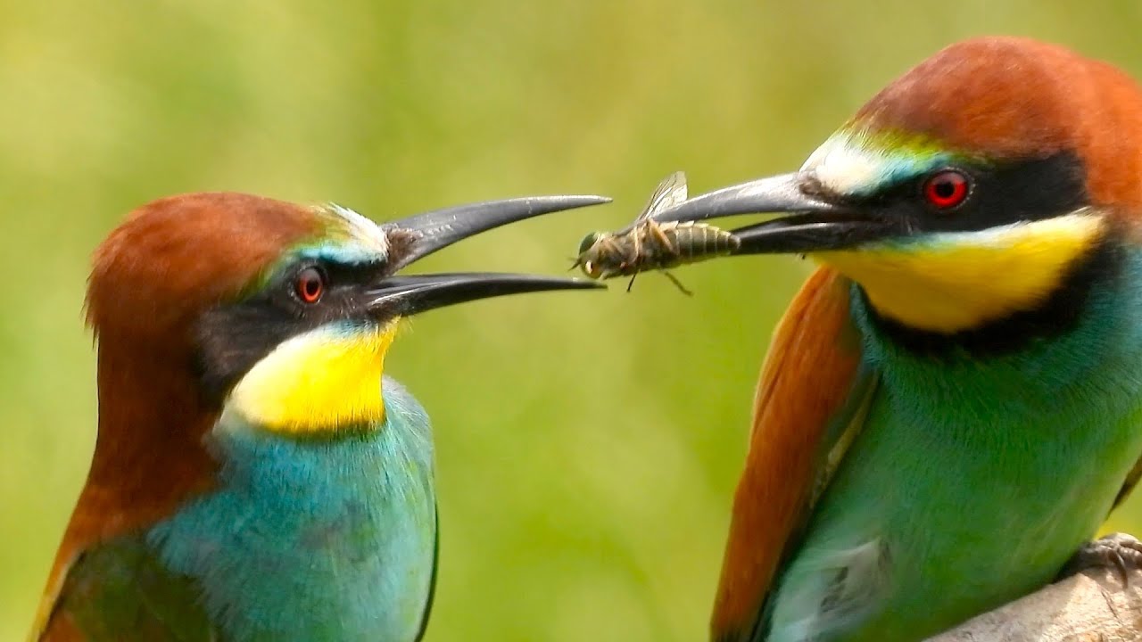 Il Gruccione, Merops apiaster, in Italia
