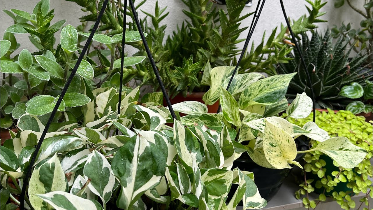 Meu cantinho verde 🪴como estão as plantas que foram queimadas estão se recuperando bem?