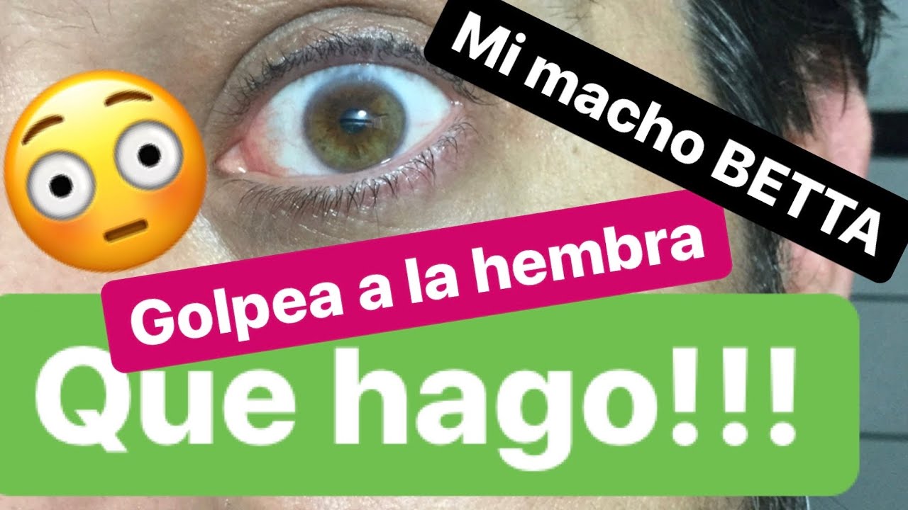 Bettas HMPK x HMPK DT ( buscando FULLBLACK) mi macho BETTA ataca a la hembra!!!😱 QUE HAGOOO,!!