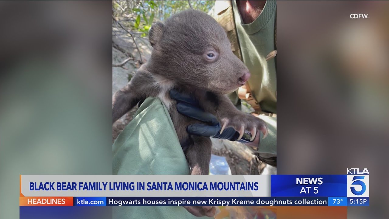Black bear family living in Santa Monica Mountains | Wild Animals SoCal
