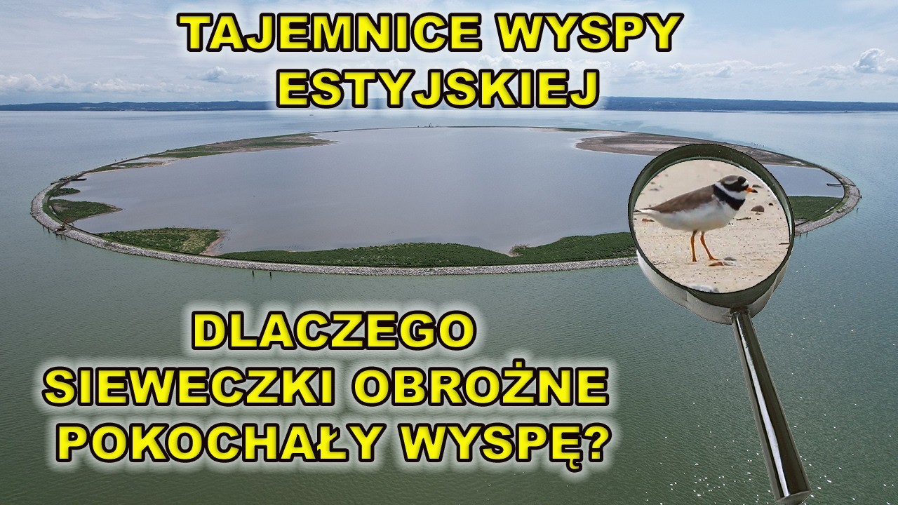 Tajemnice Wyspy Estyjskiej.Dlaczego Sieweczki Obrożne pokochały wyspę?