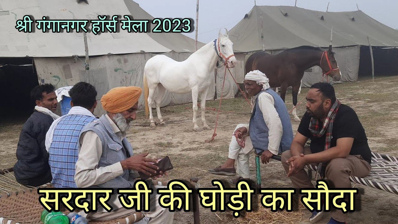 सरदार जी की बछैरी और सौदागर का live souda | shri ganganagar horse mela 2023