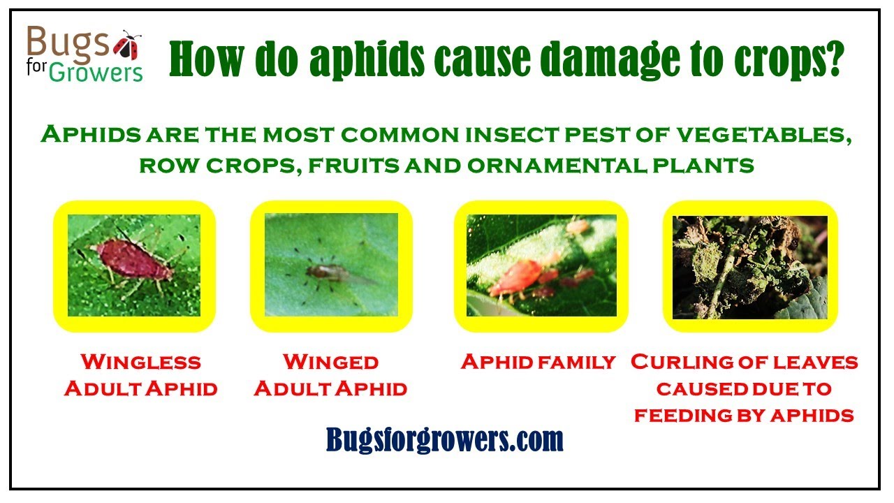How do aphids cause damage to crops?
