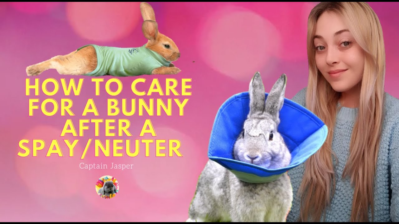 How to care for a rabbit after they've been spayed or neutered #rabbitcare