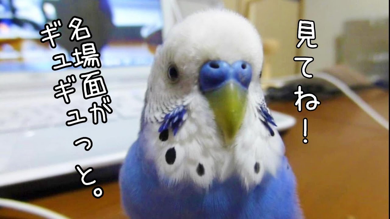 【こんな時だから】元気が出るポコちゃんたちをギュギュっと詰め込みました。ポコそらスペシャルVol1
