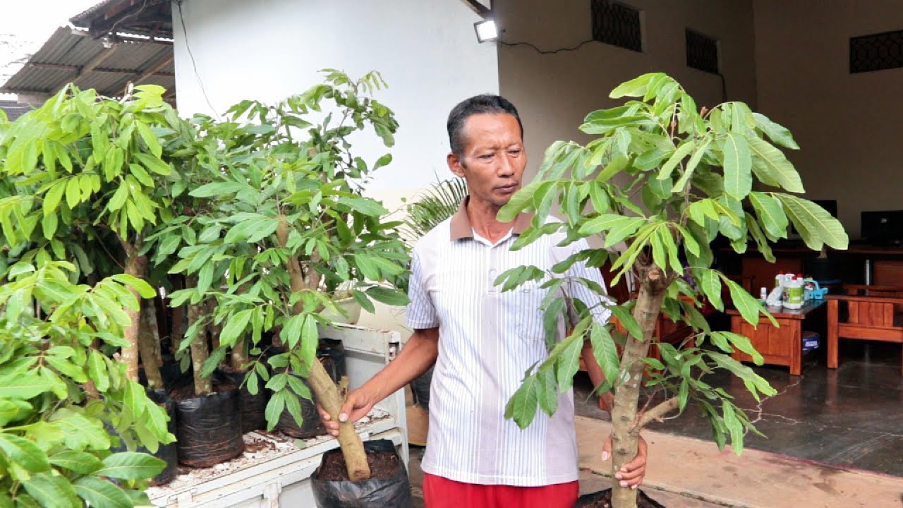 Tabulampot Kelengkeng pendek rimbun, cepat berbuah #adyrajalengkeng #lengkeng #itohsuper