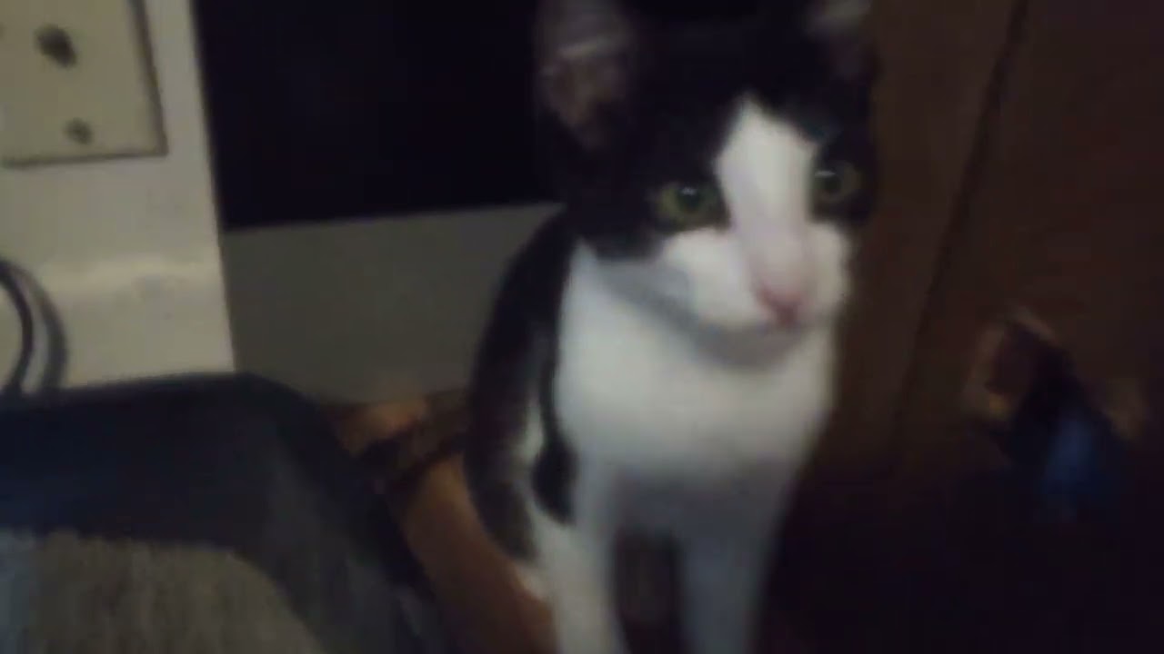 My cat is so cute