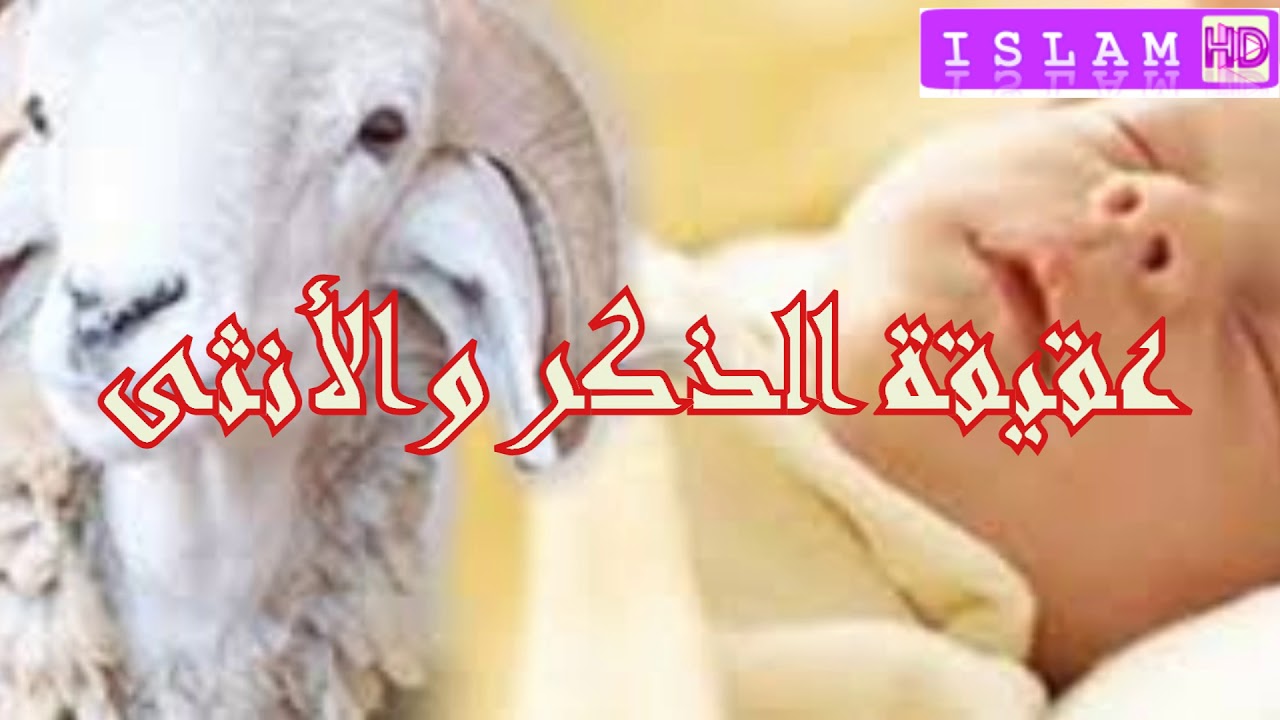 عقيقة المولود الذكر وعقيقة الأنثى وحلق الرأس؟ الشيخ وسيم يوسف