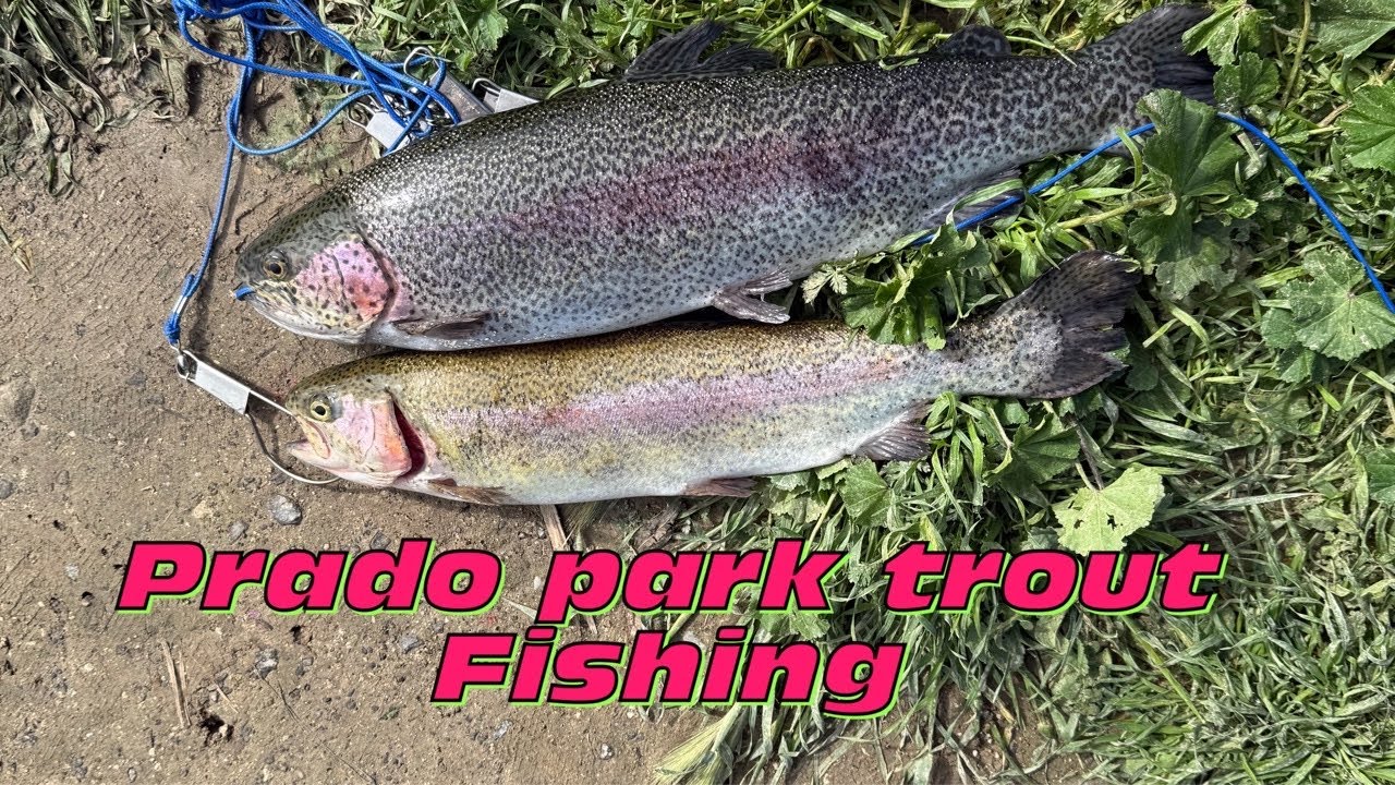 trout fishing prado park