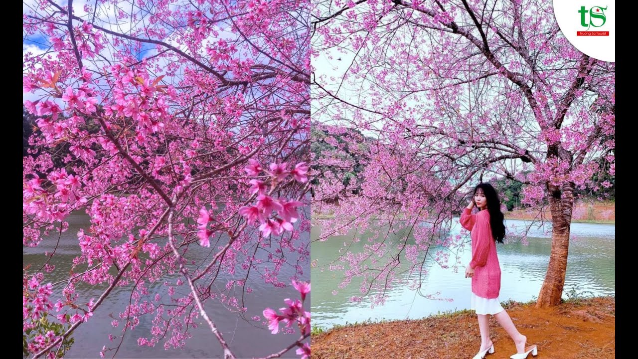 Măng Đen _ Sắc hồng giữa đại ngàn