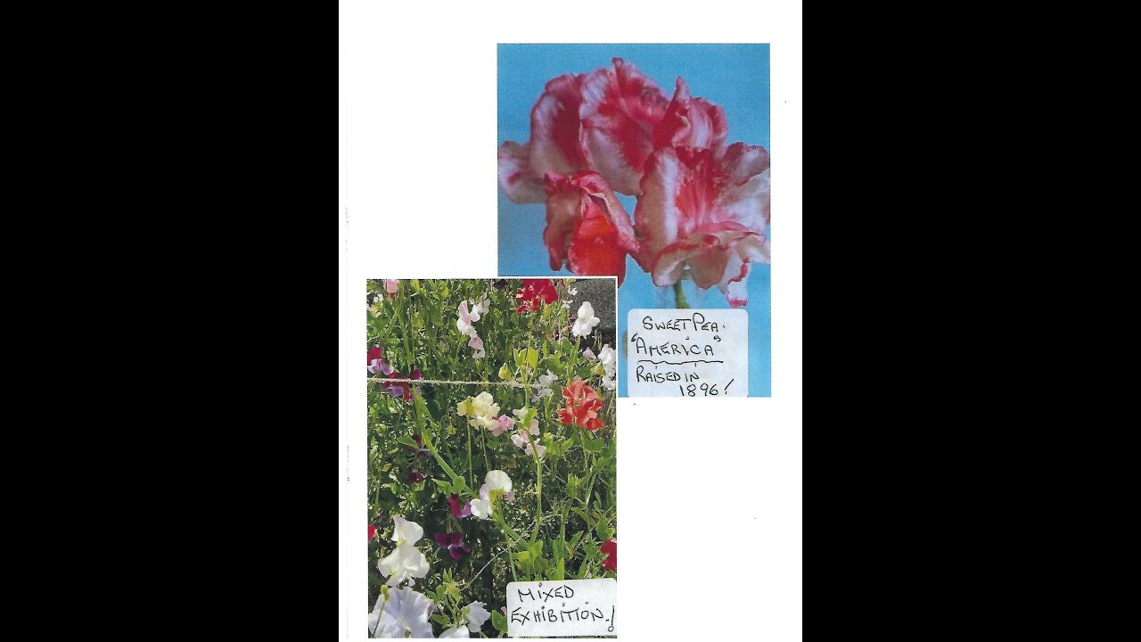 Sweet Peas' of The Valley.