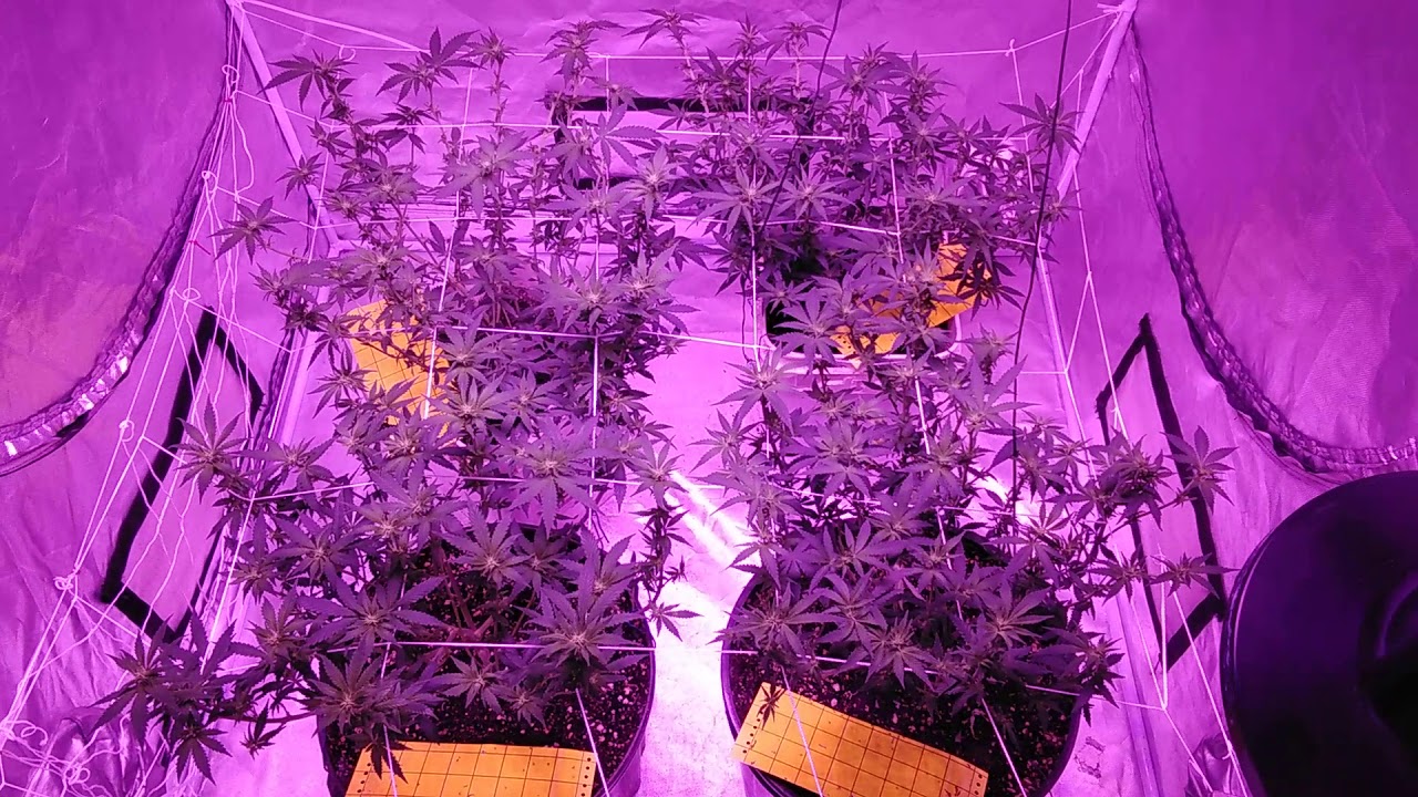 18+ Day 15 defoliation , loads of bud sites, trinity kush viparspectra 900 organic soil grow