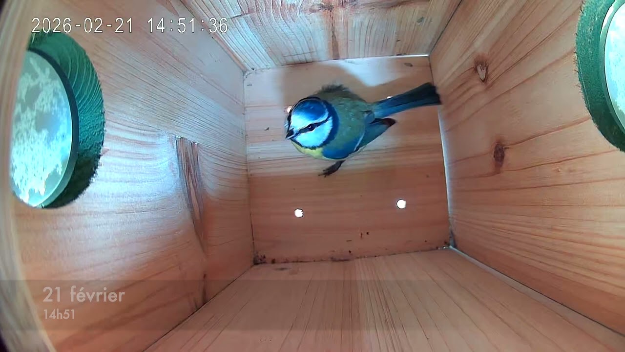 Première nuit d'une mésange bleue dans son nichoir