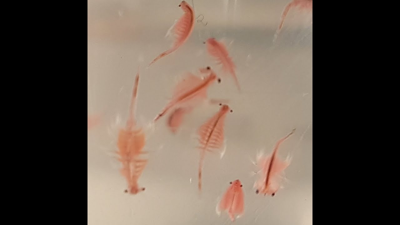 Artemia Nauplien perfekt erbrütet (German language)