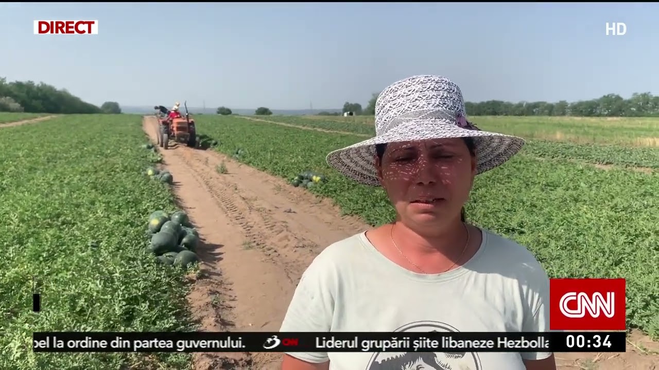 Canicula a scos mai devreme pepenii româneşti. Cât costă desertul verii