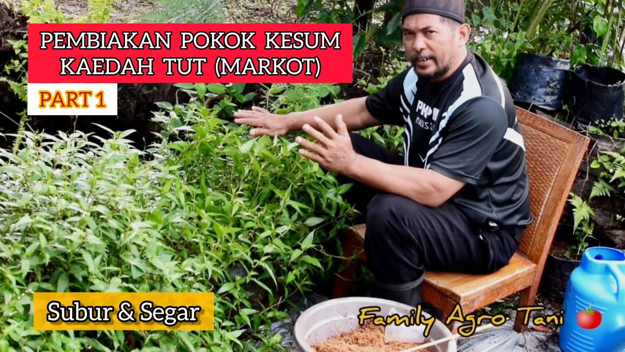 SANGAT SUBUR - PEMBIAKAN POKOK KESUM KAEDAH TUT (MARKOT)