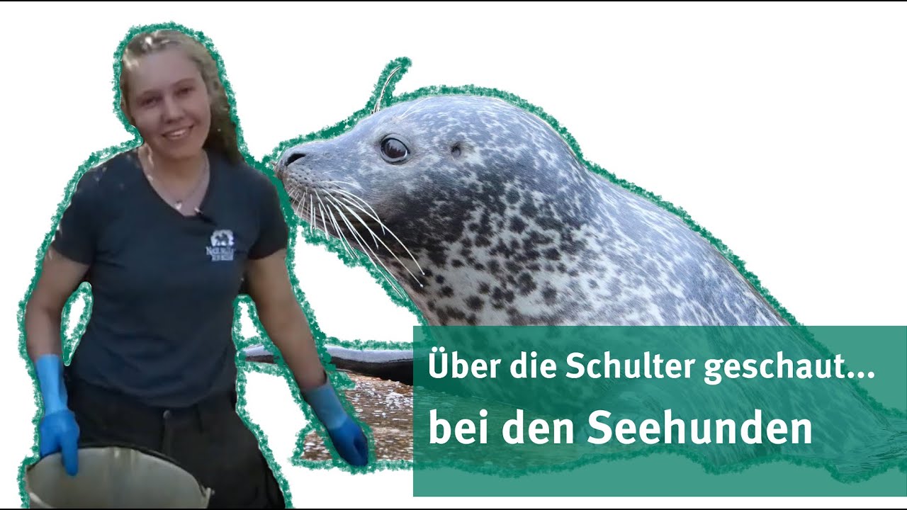 Über die Schulter geschaut - bei den Seehunden | NaturZoo Rheine