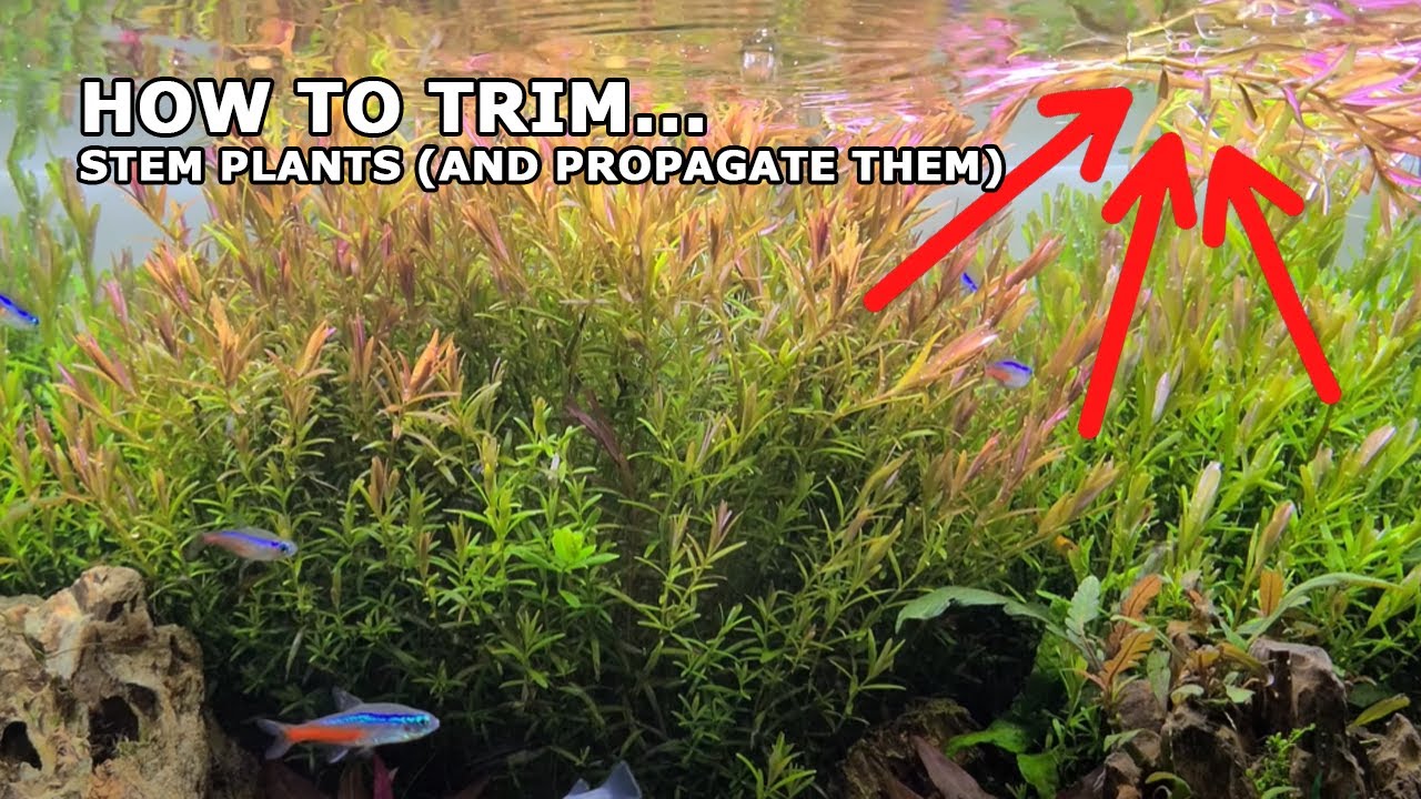FOOL PROOF: Don't Trim Aquarium Stem Plants Until You Watch This Tutorial