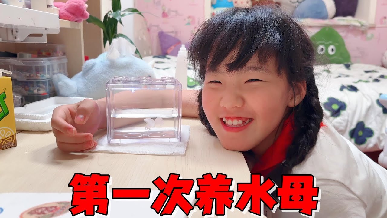 艾米花27元网购二只赤月水母，莫名其妙少一只，猜测是化成水了