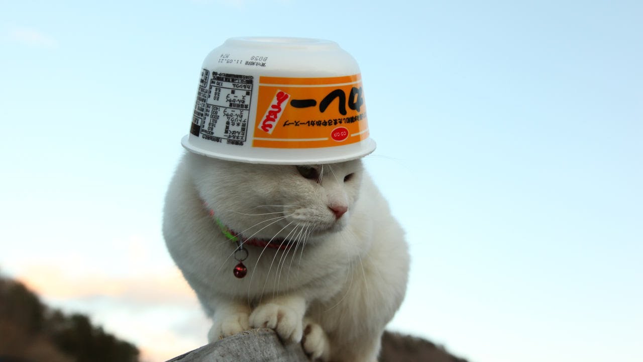 こたつのねこたちLIVE配信　　2026年1月31日