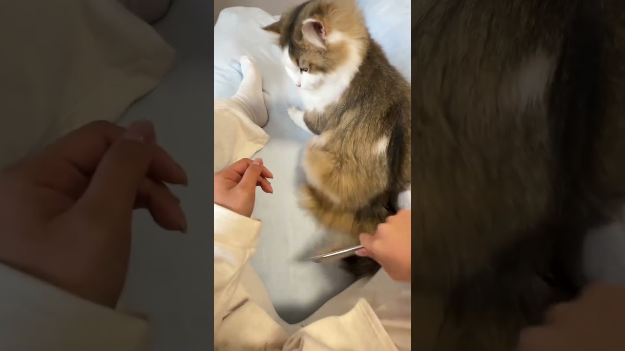 VlogDiscover a Snack that Kids particularly like#Cute pet vlog#Cute pets#Daily records of
